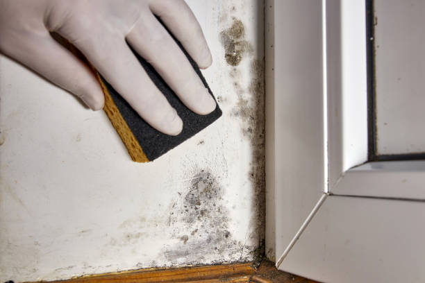 Best Mold Damage Restoration  in Leadville North, CO